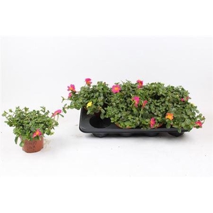 Portulaca gemengd in pot