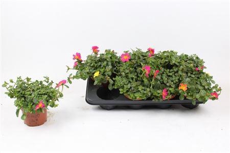 <h4>Portulaca gemengd in pot</h4>
