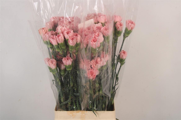 <h4>Di St Doncel</h4>