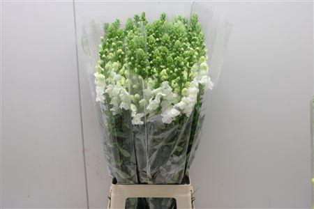 <h4>Antir Poto White</h4>