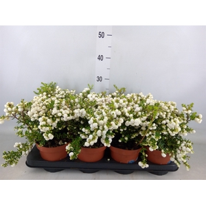 Gaultheria   ...white berry