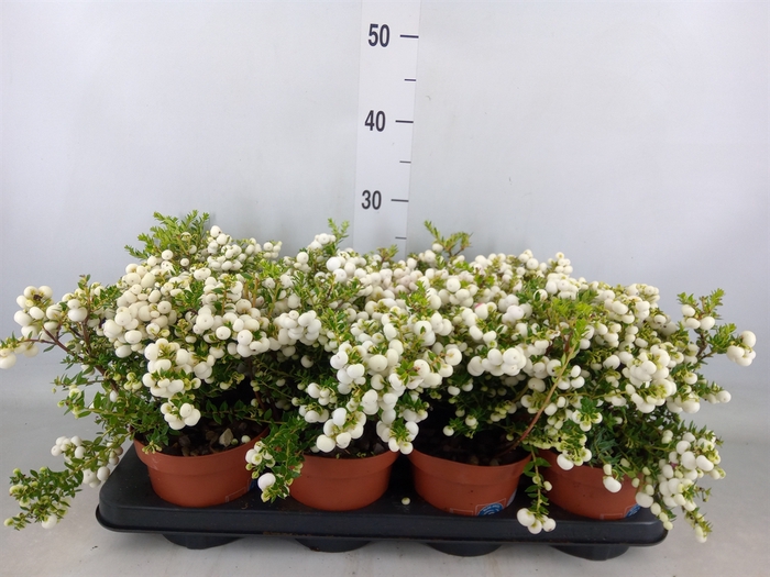 <h4>Gaultheria   ...white berry</h4>