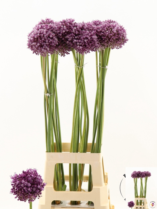 <h4>ALLIUM JASMINE</h4>
