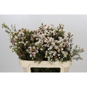 Chamelaucium Moonlight Delight