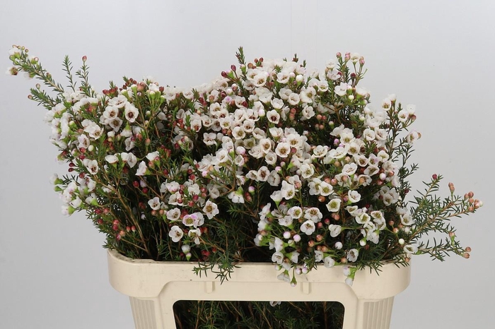 <h4>Chamelaucium Moonlight Delight</h4>