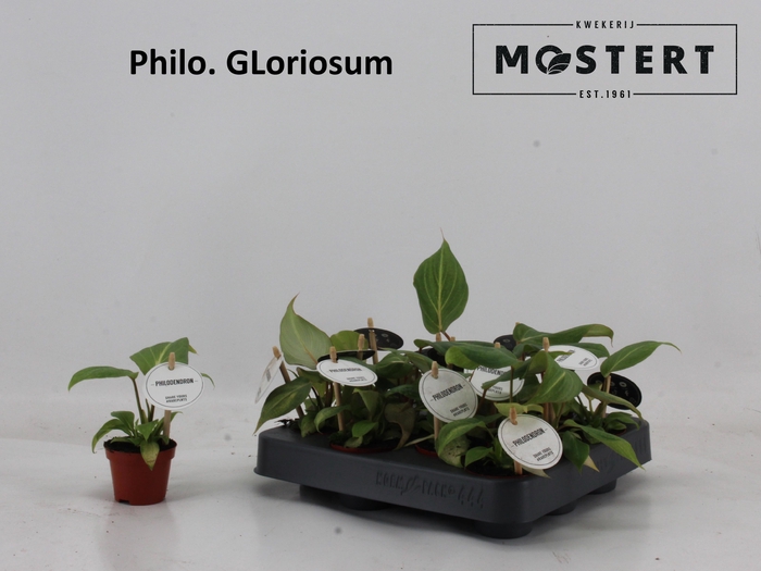 <h4>PHIL OVERIG</h4>