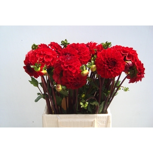 DAHL RED CAP