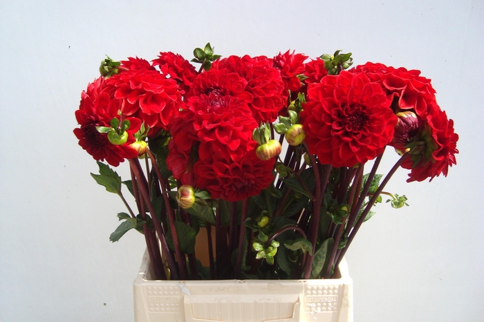 <h4>DAHL RED CAP</h4>
