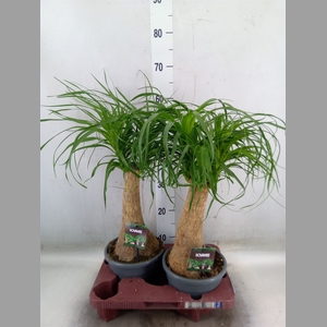 Beaucarnea recurvata