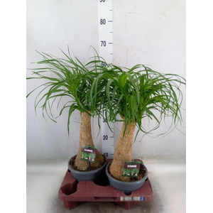 Beaucarnea recurvata