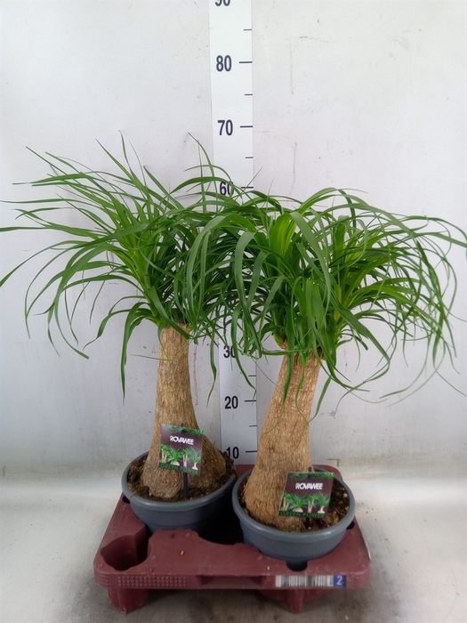 <h4>Beaucarnea recurvata</h4>