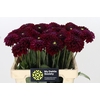 Dahlia Black Fox