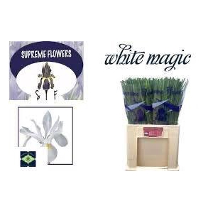 IRIS WHITE MAGIC