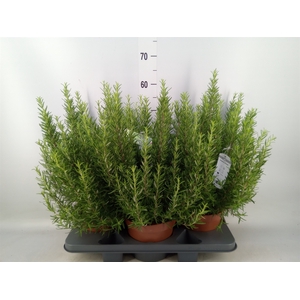 Rosmarinus officinalis   ...