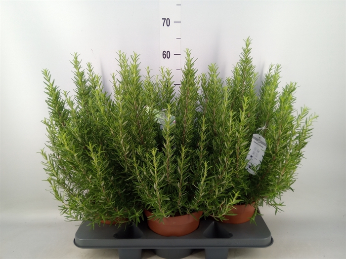 <h4>Rosmarinus officinalis   ...</h4>