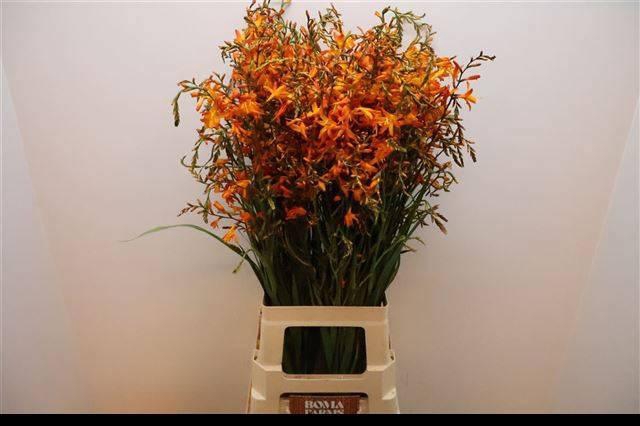 <h4>CROCOS LUCIFER</h4>