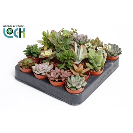 <h4>Succulenten Gemengd</h4>