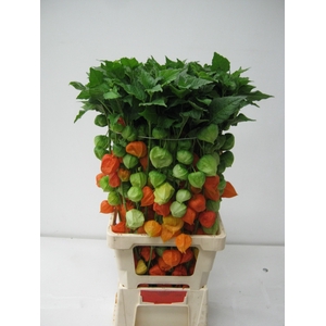PHYSALIS LAMPION TAK