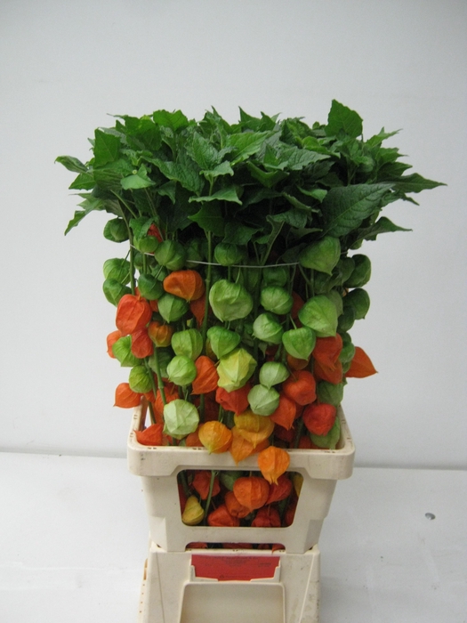 <h4>PHYSALIS LAMPION TAK</h4>