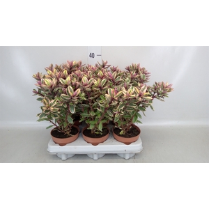 Hebe  'Tricolor'