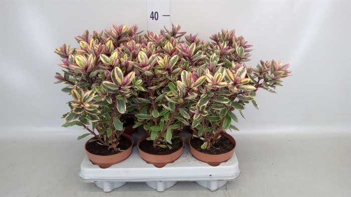 <h4>Hebe  'Tricolor'</h4>