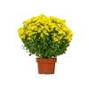 CRISANTEMO BOLA BELGA JASODA P20 AMARELO