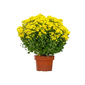 CRISANTEMO BOLA BELGA JASODA P20 AMARELO