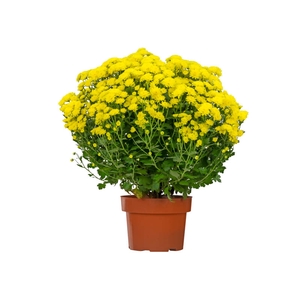 CRISANTEMO BOLA BELGA JASODA P20 AMARELO