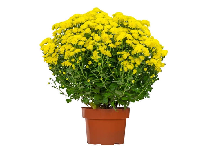CRISANTEMO BOLA BELGA JASODA P20 AMARELO