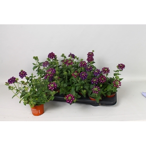 VERBE BLUES D VIOLET