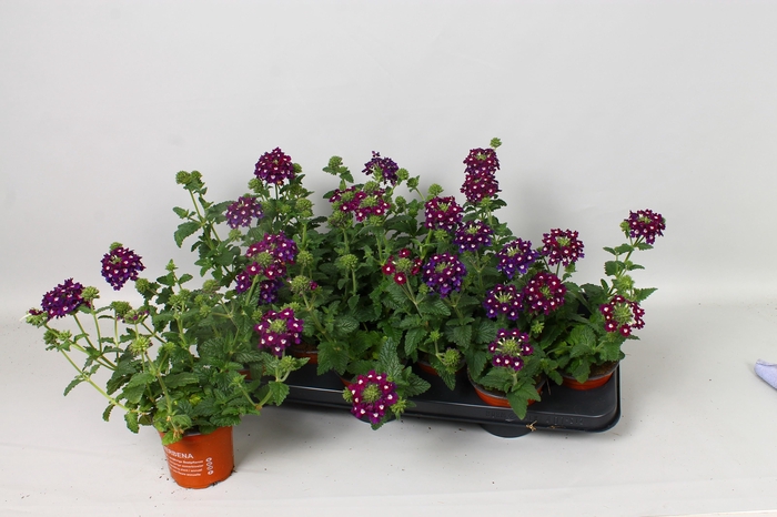 <h4>VERBE BLUES D VIOLET</h4>