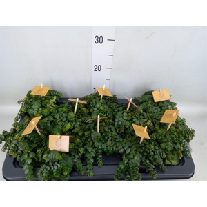 Sedum makinoi 'Kosmosje'