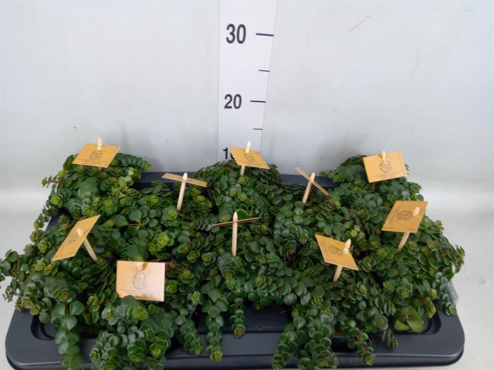 <h4>Sedum makinoi 'Kosmosje'</h4>