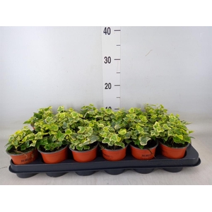 Hedera helix 'White Wonder'