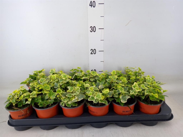 <h4>Hedera helix 'White Wonder'</h4>