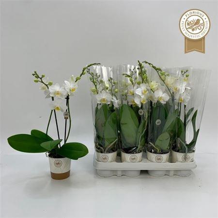 <h4>Phal Ov Wit</h4>