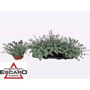 Sedum sieboldii