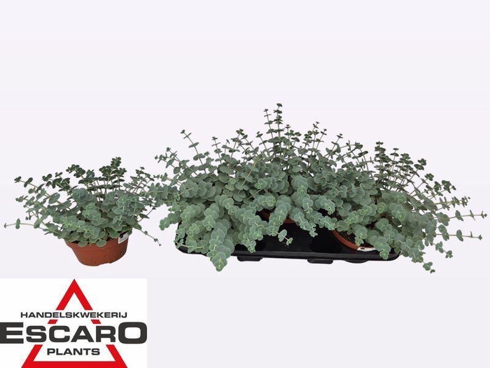 <h4>Sedum sieboldii</h4>
