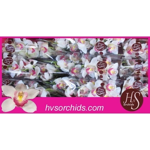 CYMB T UNIQ DELILAH 60 CM