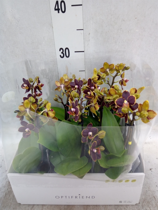 <h4>Phalaenopsis multi.   ...</h4>