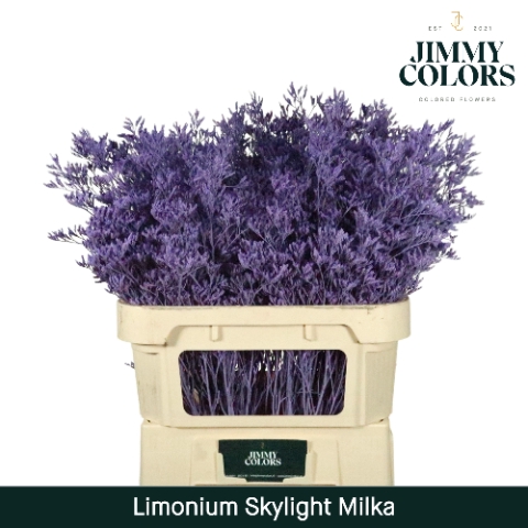 Limonium Skylight L80 Klbh. Milka