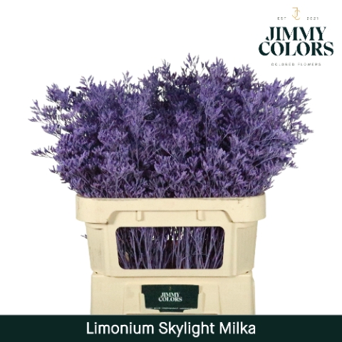 <h4>Limonium Skylight L80 Milka</h4>