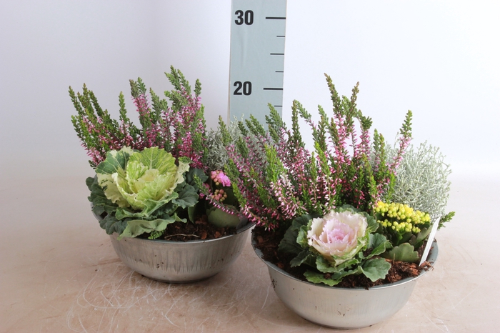 <h4>ARR TUINPLANTEN</h4>