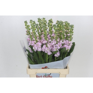 Matthiola Iron Cherry Blossom