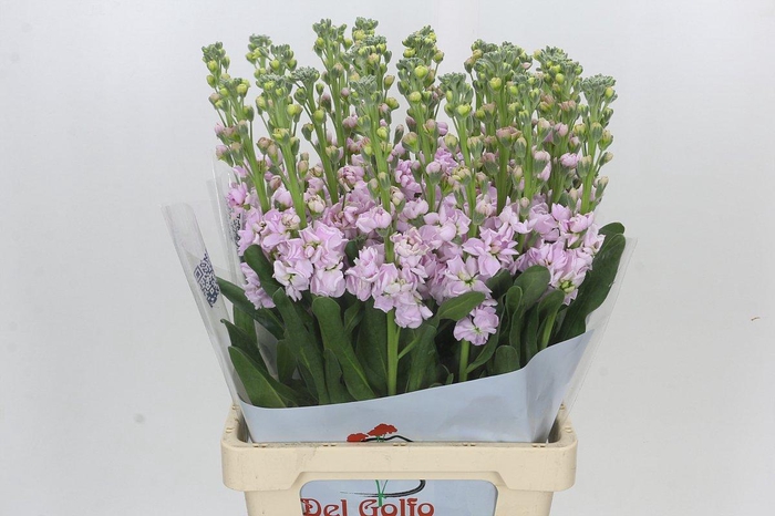 <h4>Matthiola Iron Cherry Blossom</h4>