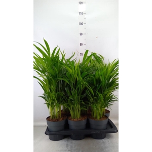 Dypsis lutescens   ...Chrysalidoca