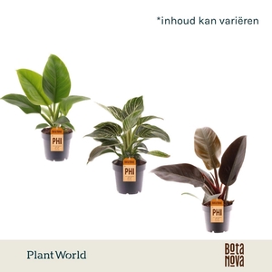 Philodendron gemengd div. soorten P12