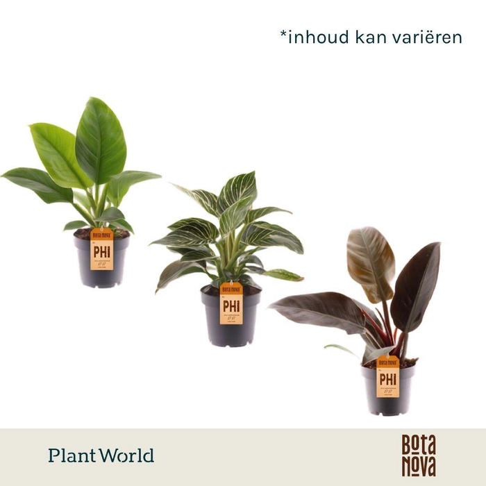 <h4>Philodendron gemengd div. soorten P12</h4>