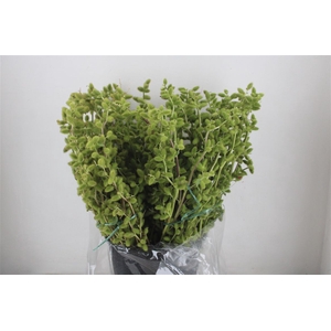 Datura P Bunch