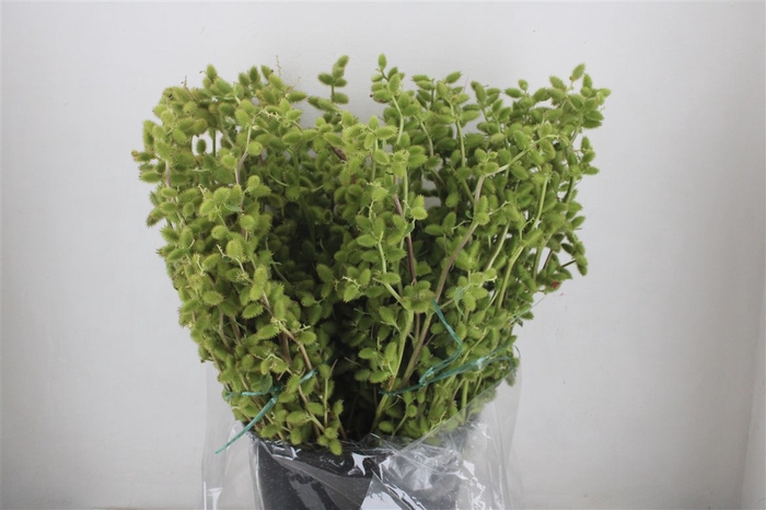 <h4>Datura P Bunch</h4>